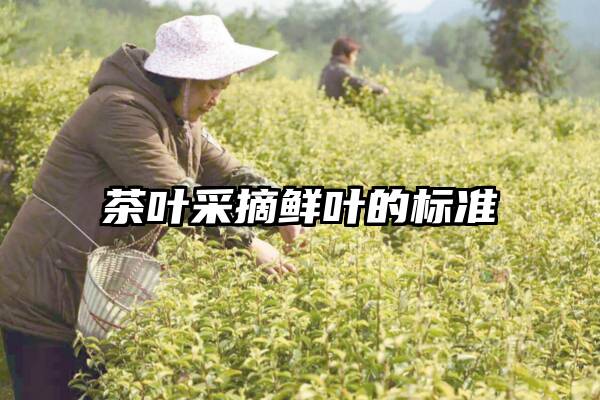 茶叶采摘鲜叶的标准