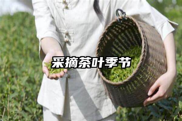 采摘茶叶季节