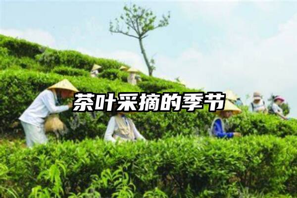 茶叶采摘的季节