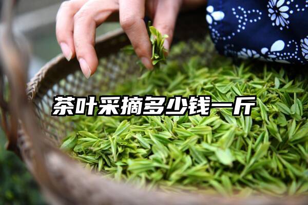 茶叶采摘多少钱一斤
