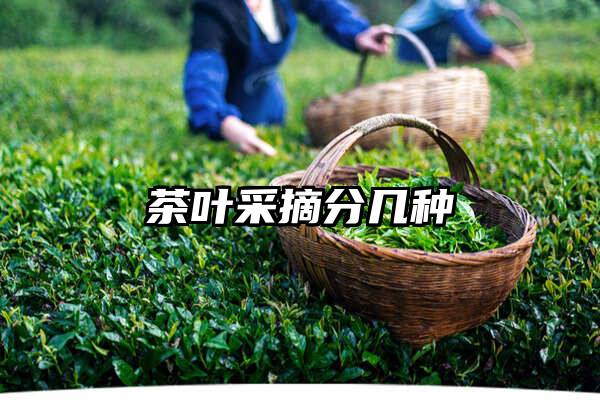 茶叶采摘分几种