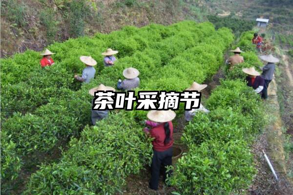 茶叶采摘节