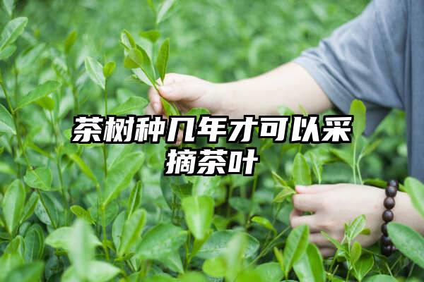 茶树种几年才可以采摘茶叶