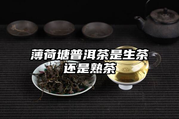 薄荷塘普洱茶是生茶还是熟茶