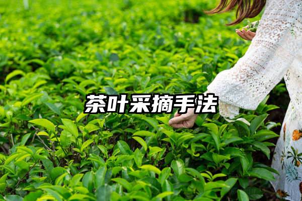 茶叶采摘手法