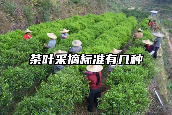 茶叶采摘标准有几种