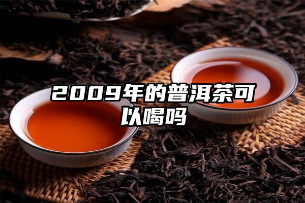 2009年的普洱茶可以喝吗