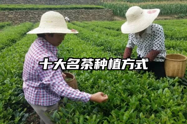 十大名茶种植方式