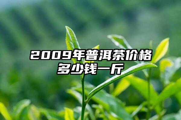 2009年普洱茶价格多少钱一斤