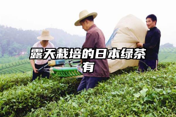 露天栽培的日本绿茶有