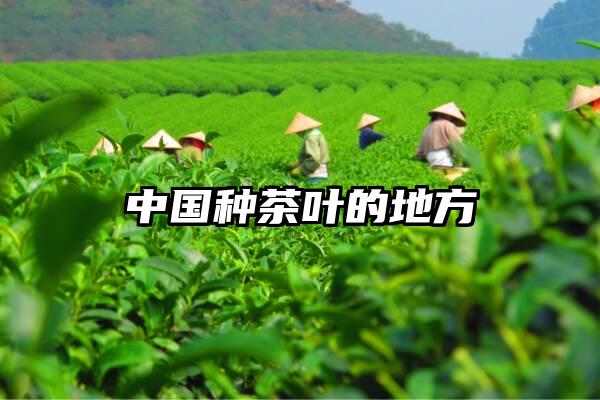 中国种茶叶的地方