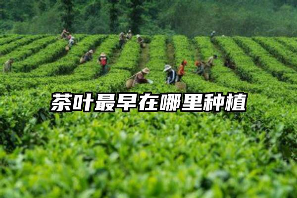 茶叶最早在哪里种植