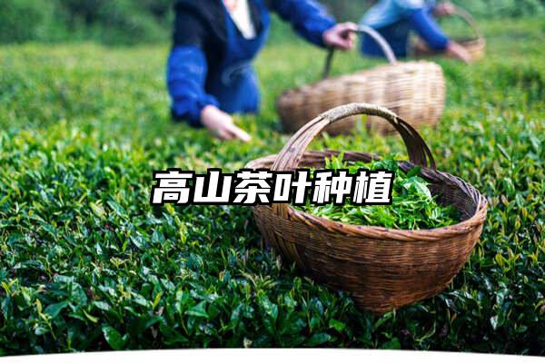 高山茶叶种植