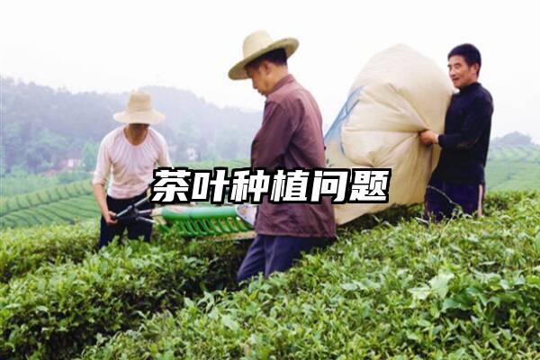 茶叶种植问题