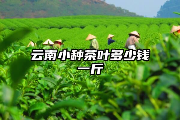 云南小种茶叶多少钱一斤