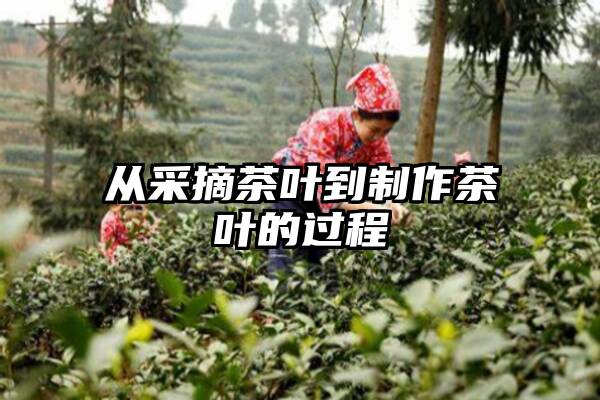 从采摘茶叶到制作茶叶的过程