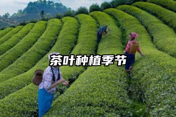 茶叶种植季节