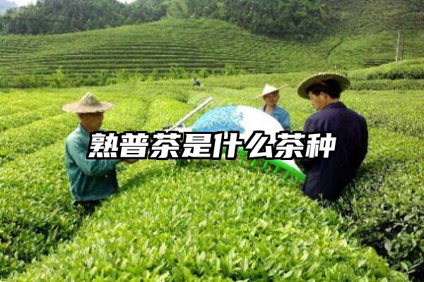 熟普茶是什么茶种