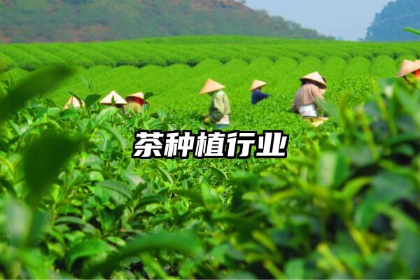 茶种植行业