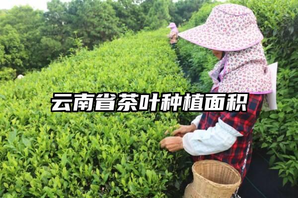 云南省茶叶种植面积