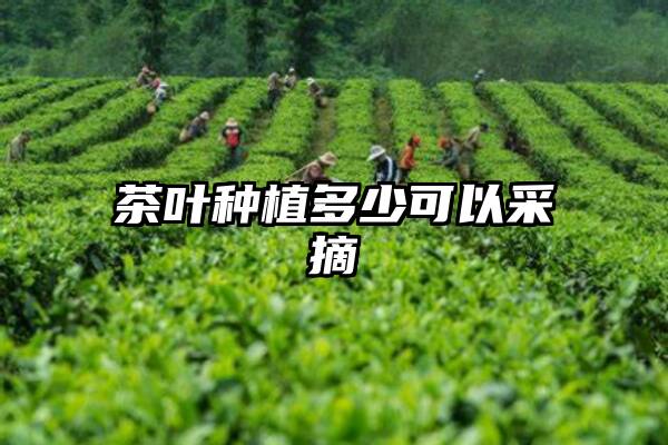 茶叶种植多少可以采摘