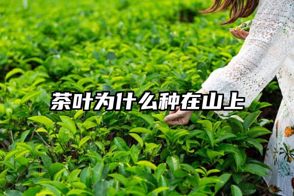 茶叶为什么种在山上