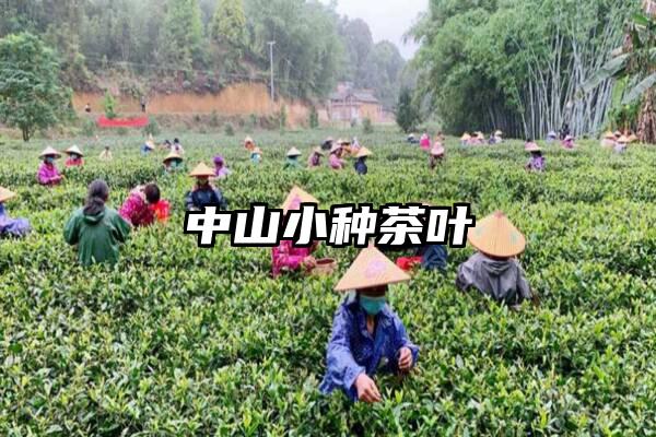中山小种茶叶