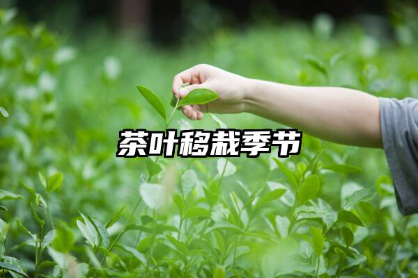 茶叶移栽季节