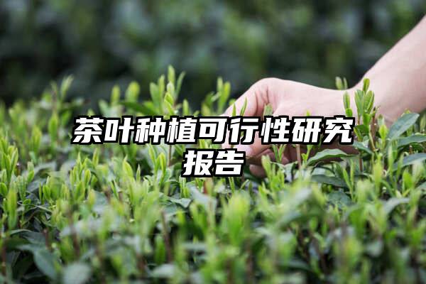 茶叶种植可行性研究报告