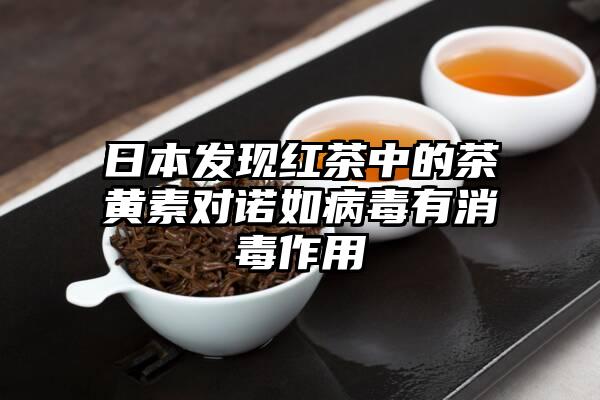 日本发现红茶中的茶黄素对诺如病毒有消毒作用