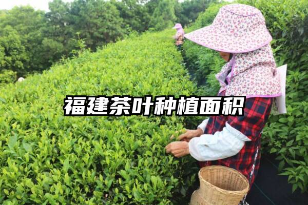 福建茶叶种植面积