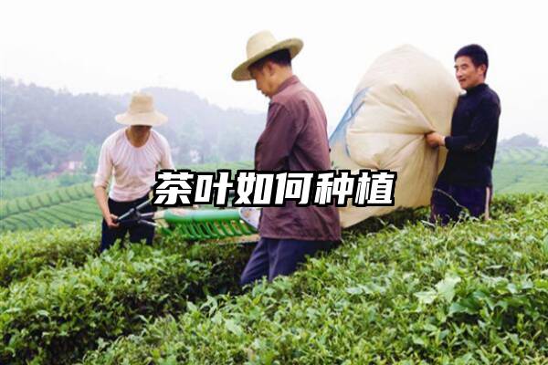 茶叶如何种植