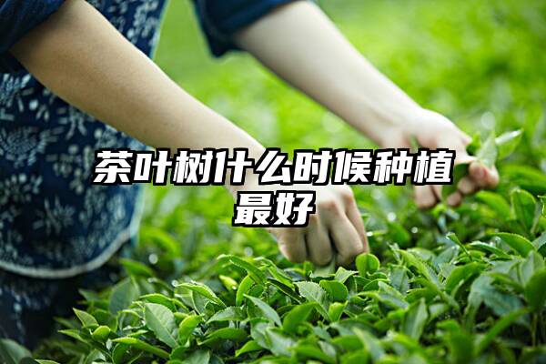 茶叶树什么时候种植最好