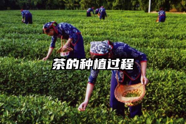 茶的种植过程