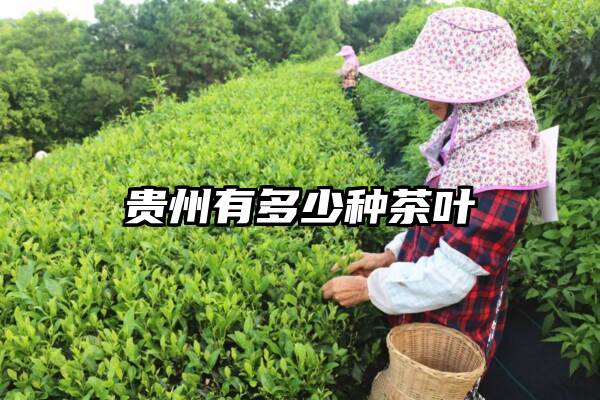 贵州有多少种茶叶