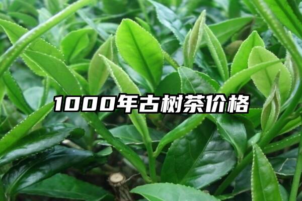 1000年古树茶价格