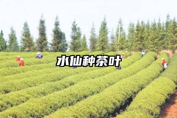 水仙种茶叶