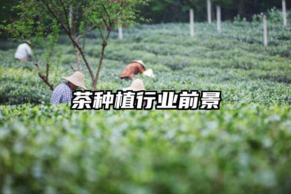 茶种植行业前景