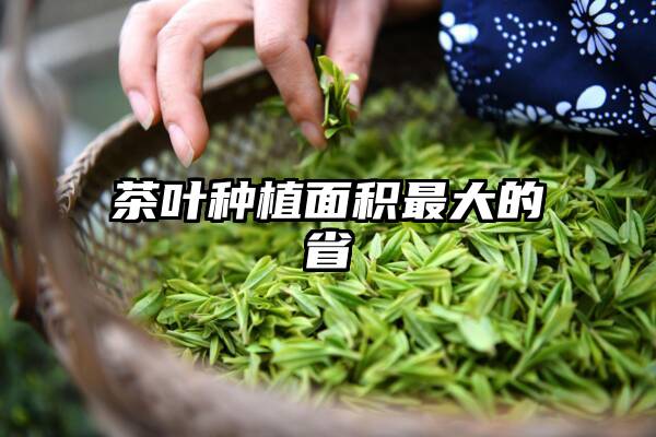 茶叶种植面积最大的省
