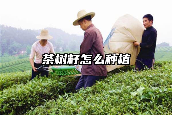 茶树籽怎么种植