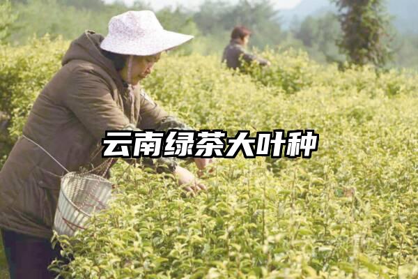 云南绿茶大叶种