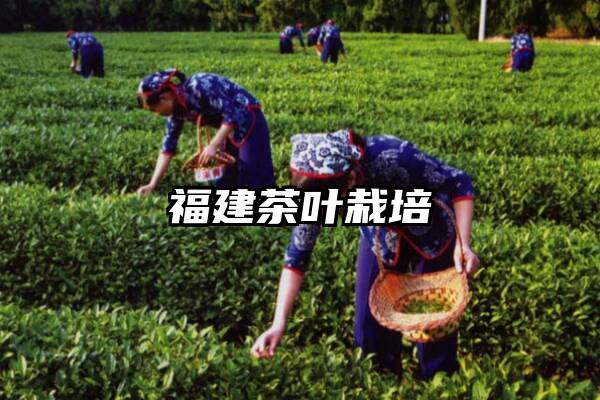 福建茶叶栽培