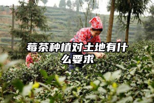 莓茶种植对土地有什么要求