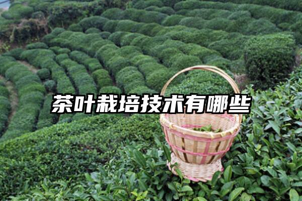 茶叶栽培技术有哪些