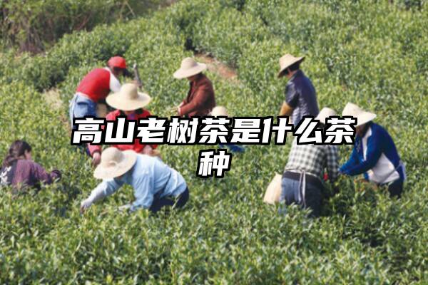 高山老树茶是什么茶种