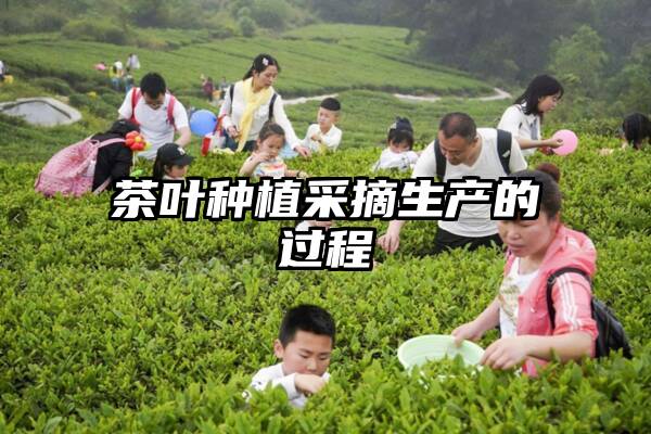 茶叶种植采摘生产的过程