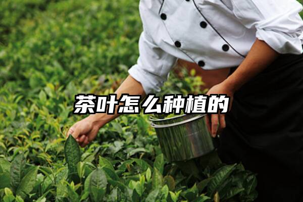 茶叶怎么种植的