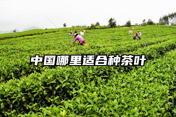 中国哪里适合种茶叶