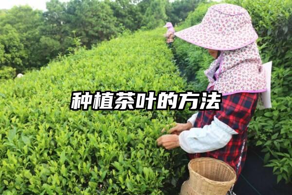 种植茶叶的方法