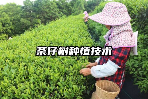 茶仔树种植技术